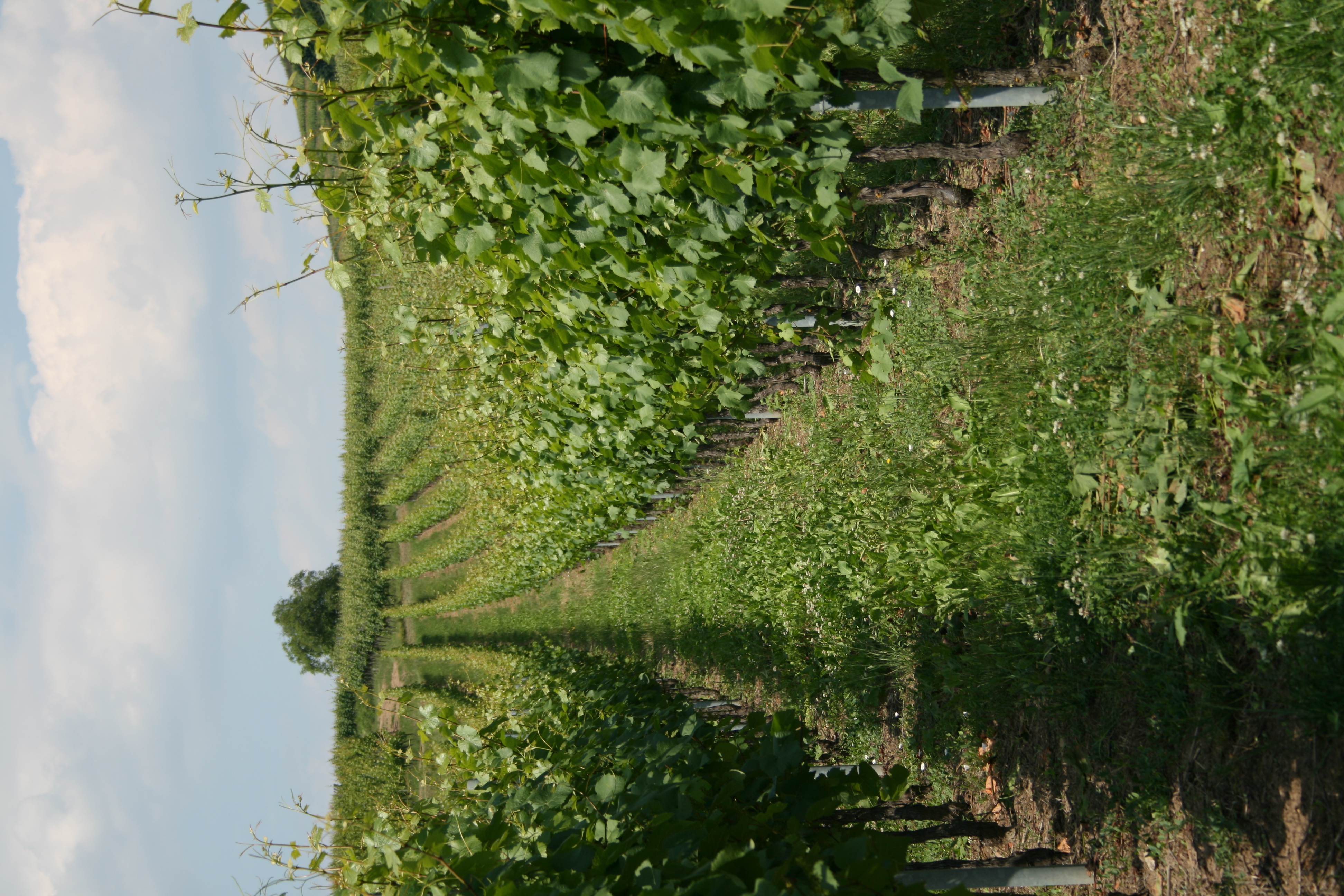 IMG_2671.JPG (4.28 MB)